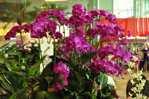 Orchids Garden-Changi-Airport-Singapore