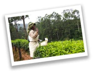 Woman tea harvester