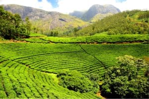 Birds-eye view of lush green tea plantation
