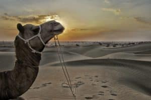 Camel resting among the sand dunes at sunset
