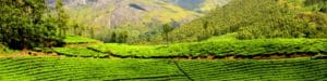 Birds-eye view of lush green tea plantation