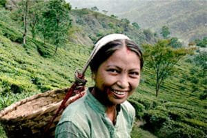 Darjeeling Tea Estate women tea pickers. Women form the majority of the tea pluckers.