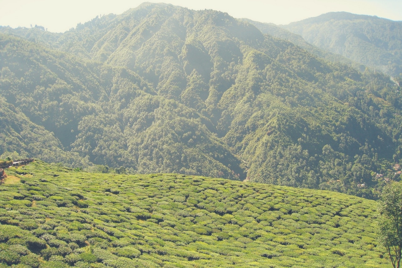 darjeeling tea garden travel