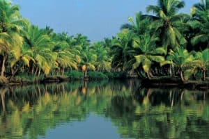 Coconut trees in Alleppey backwater, one of the most popular tourist attractions in the Arabian Sea coast.
