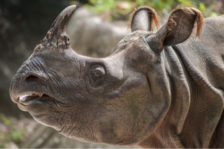 Nepal Rhino Wildlife