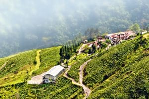 View from Darjeeling city, Queen of Hills, Tea plantation garden, fog rolling down from hill. A famous tour attraction in Darjeeling.