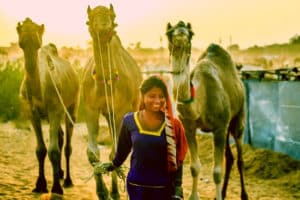 Buy and sell camels at the world’s largest camel fair