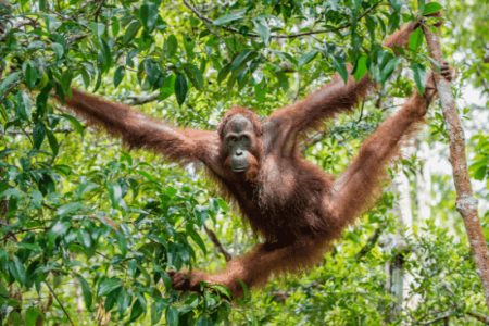 Central Bornean Orangutan on the tree
