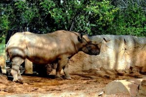 Search for rhinoceros in Chitwan National Park that has 600 of them. Enjoy a safari in the park on the Nepal tours.