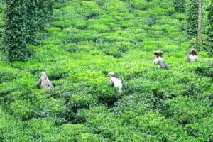 Indian Tour at Tea Plantation, learn about growing tea and the manufacturing process. Enjoy a chance to taste fresh tea at the farm - vacation deal.