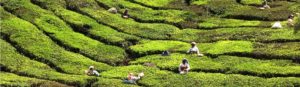 During your Kerala tour, see tea pluckers picking tender tea leaves in the plantation. Tea factory is a popular tourist attraction to learn and taste the tea.