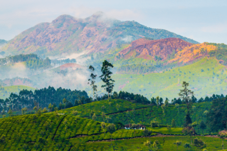 Munnar Tea Plantation Munnar Tea Plantation