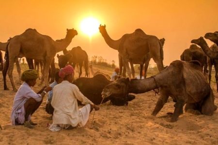 Pushkar Camels Camel trading