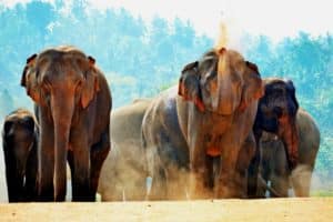 Join us to watch the elephants during your Sri Lanka tour. Pinnawala Elephant Orphanage is an orphanage, nursery and captive breeding ground for wild Asian elephants.