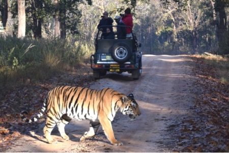WILDLIFE SAFARI
Discover the overwhelming beauty and magnificence of the Bengal tiger.