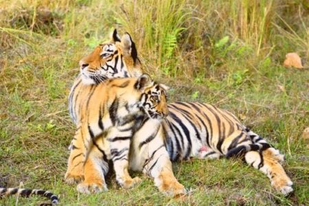 Tigress with a cub, Bandhavgarh National Park, India