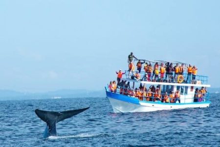 Whale Watching, Mirissa, Sri Lanka Prepare to be mesmerized by gigantic blue whales and legendary humpback whales