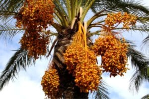 In Oman, dates are a sign of hospitality, served both on greeting and after every meal. Join us to visit the market for dates and enjoy the cuisine.