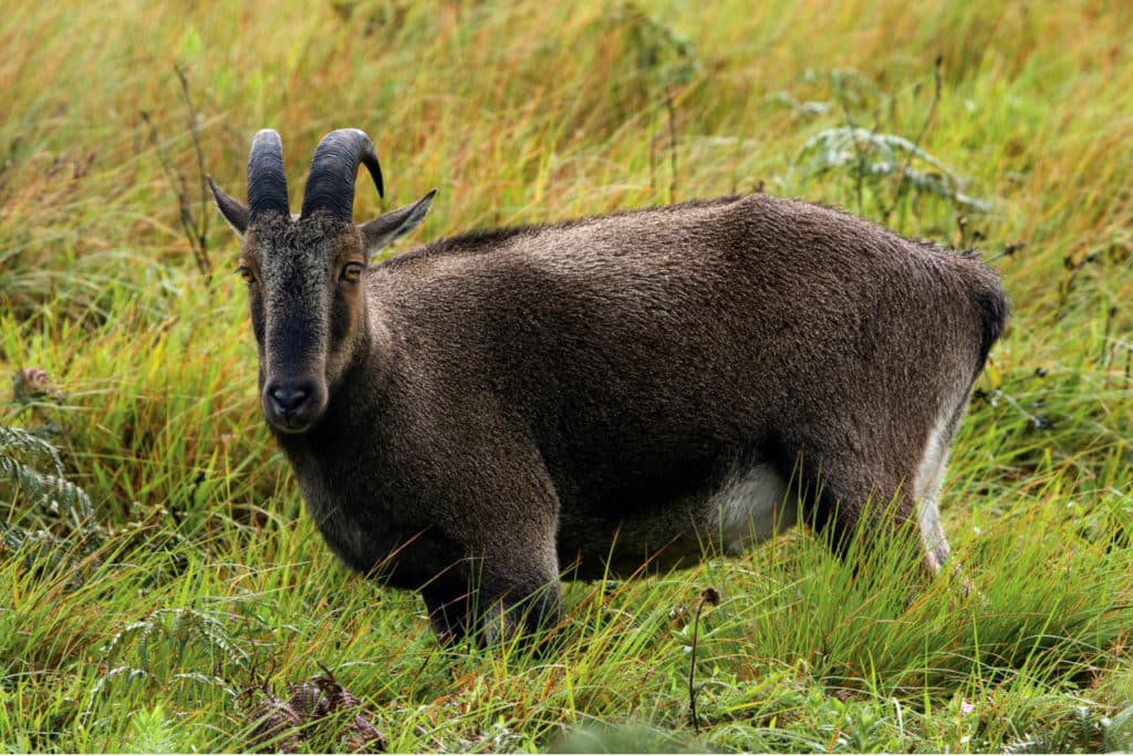 endangered-nilgiri-tahr-periyar-tripcompanion-tours