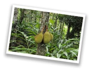 The Biggest Fruit From A Tree - Jackfruit