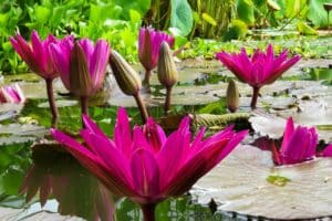 During your India travel tours, see water lilies that open and close daily. Their petals open fully early in the cool morning and gradually close by noon.